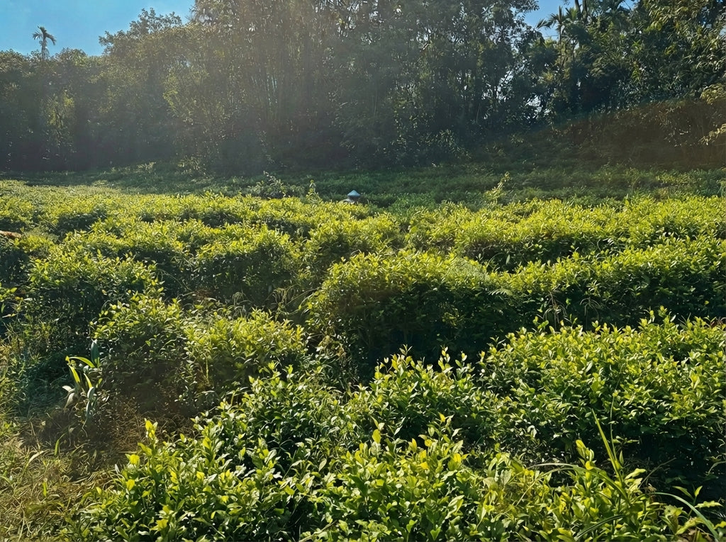 Cloudline Red — Deep Steady Energy