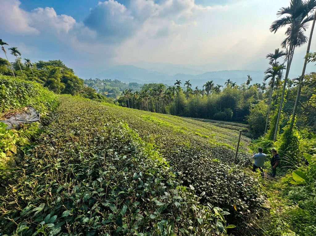 Hillside with tea plantations and people walking, surrounded by trees and a clear sky.