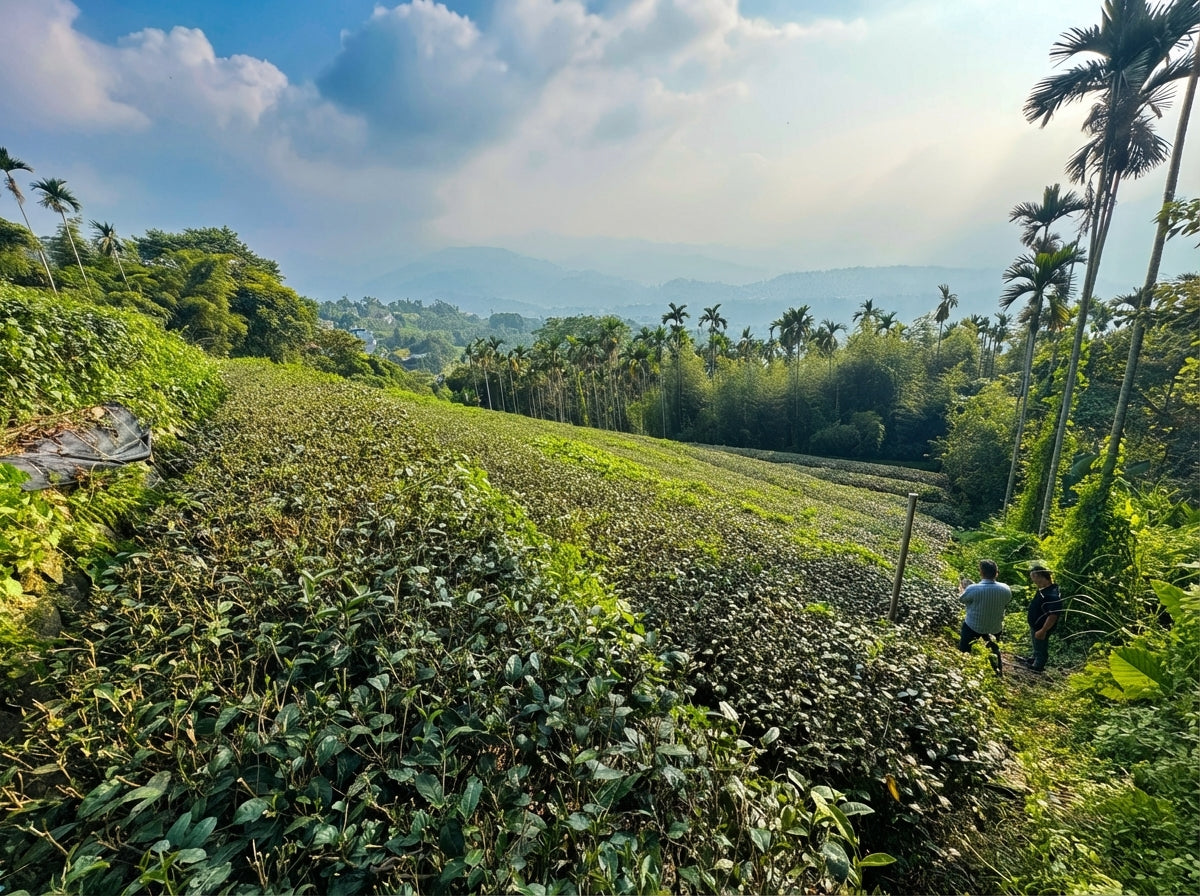 Hillside with tea plantations and people walking, surrounded by trees and a clear sky.