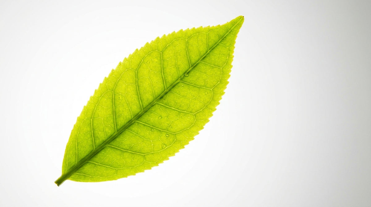 Macro close-up of a Cloudline tea leaf